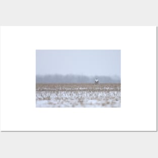 Snowy Owl sitting in cornfield Posters and Art